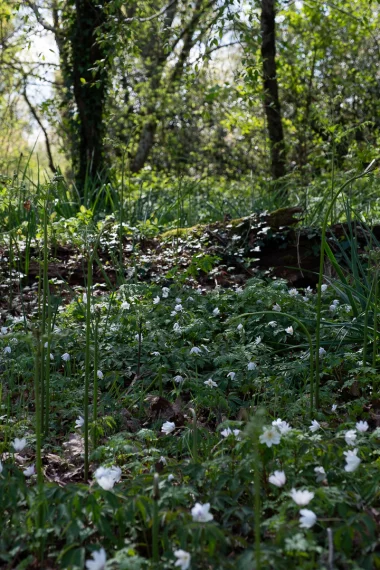 Parc du Limancet St Medard parterre de fleur.